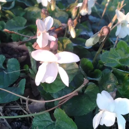 Valle Rillo Agriturismo Comacchio