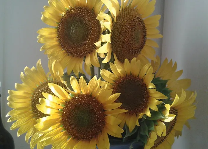 Valle Rillo Agriturismo Lantgård *