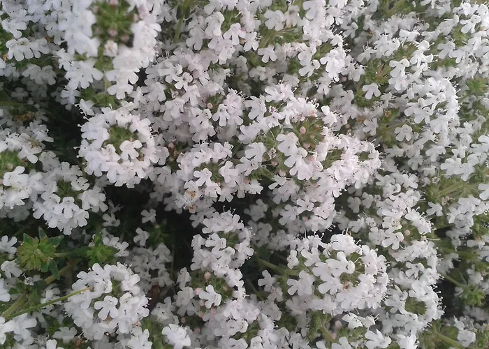 Lantgård Valle Rillo Agriturismo *