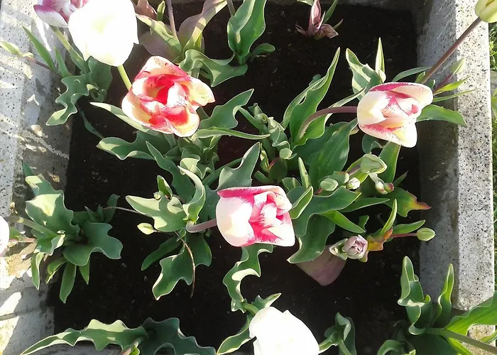 Valle Rillo Agriturismo Lantgård *