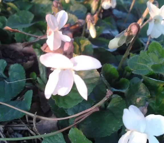 Valle Rillo Agriturismo コマッキオ