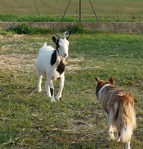 ファームステイ Valle Rillo Agriturismo *