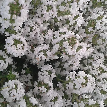 Çiftlik konaklama Valle Rillo Agriturismo *