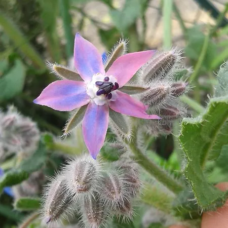 Çiftlik konaklama Valle Rillo Agriturismo *