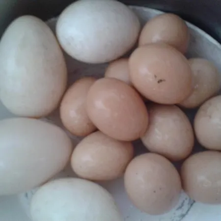 Çiftlik konaklama Valle Rillo Agriturismo Comacchio