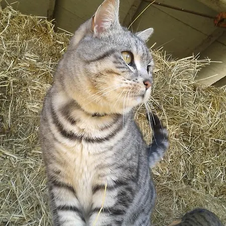 Çiftlik konaklama Valle Rillo Agriturismo *