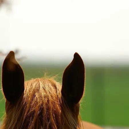 Alojamento de Turismo Rural Valle Rillo Agriturismo