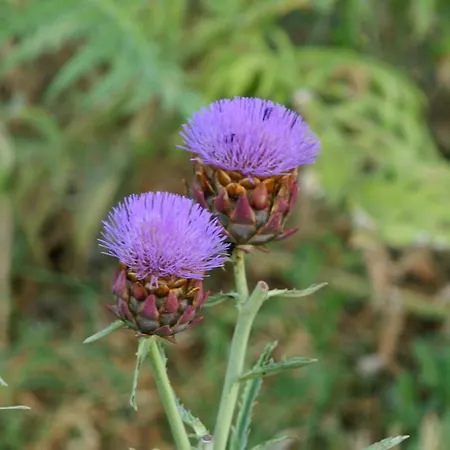 Valle Rillo Agriturismo