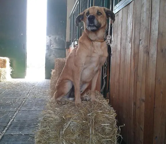 Vakantieboerderij Valle Rillo Agriturismo Comacchio