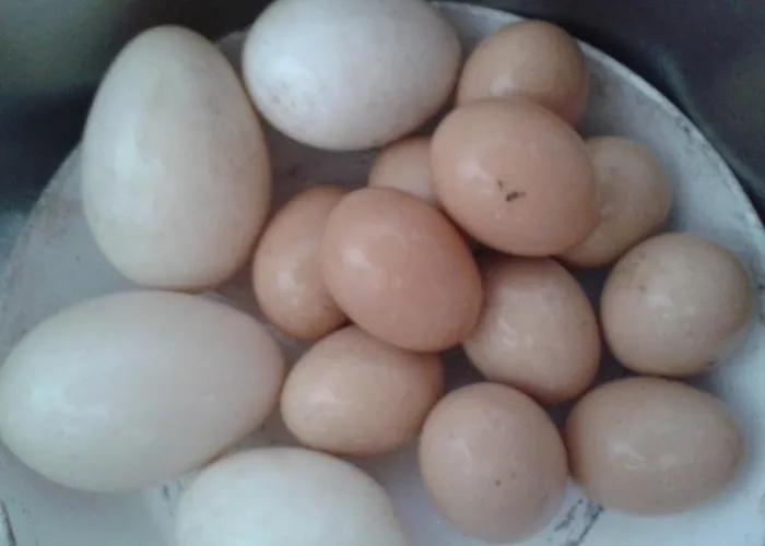 Feriegård Valle Rillo Agriturismo Comacchio