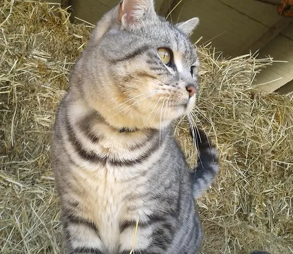 Feriegård Valle Rillo Agriturismo *